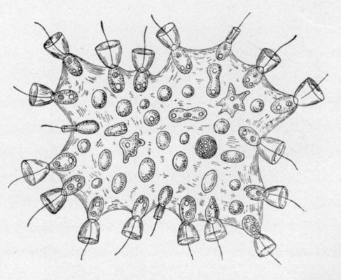 PROTEROSPONGIA