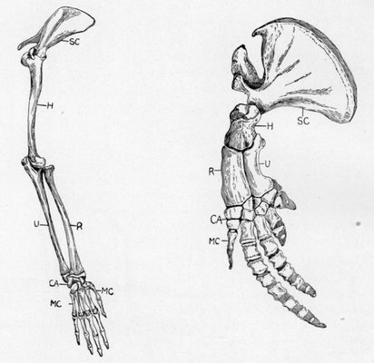 WHAT IS MEANT BY HOMOLOGY? ESSENTIAL SIMILARITY OF ARCHITECTURE, THOUGH THE APPEARANCES MAY BE VERY DIFFERENT