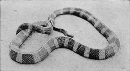 BANDED KRAIT: A VERY POISONOUS SNAKE WITH ALTERNATING YELLOW AND DARK BANDS