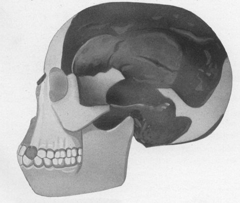 PILTDOWN SKULL