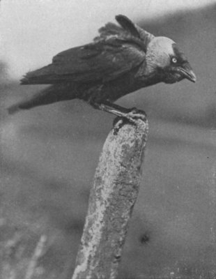 JACKDAW BALANCING ON A GATEPOST