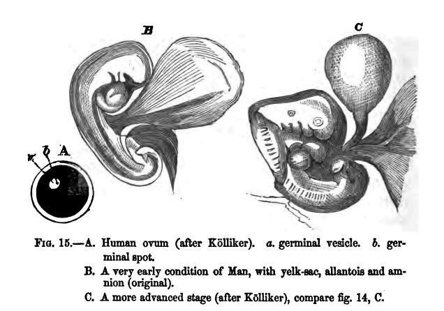 Fig. 15.--a. Human Ovum (after Kolliker). A. Germinal Vesicle. B. Germinal Spot. B. A Very Early Condition of Man, With Yelk-sac, Allantois, and Amnion (original). C. A More Advanced Stage (after Kolliker), Compare Fig. 13, C.