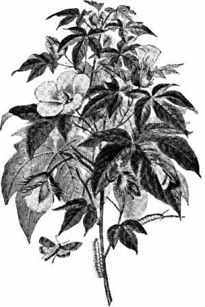 The Gossypium Barbadense.