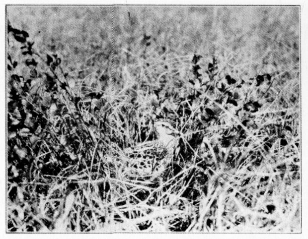 DOWITCHER.