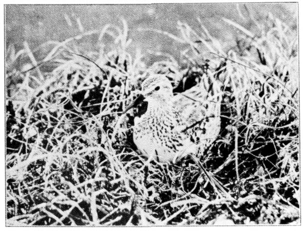 WHITE-RUMPED SANDPIPER.