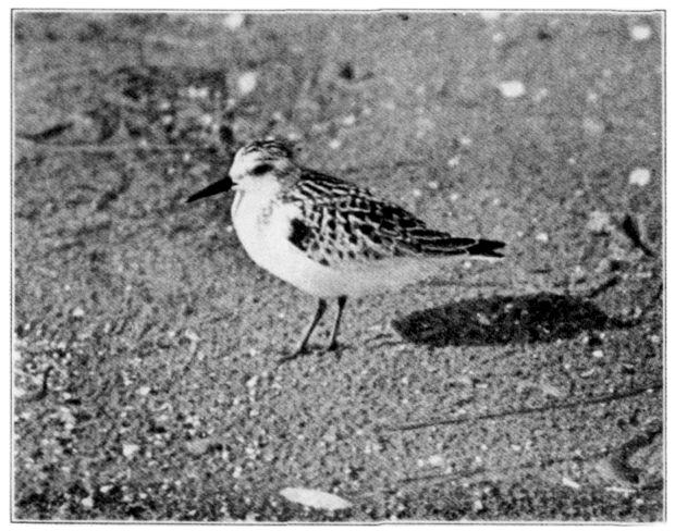 SANDERLING.