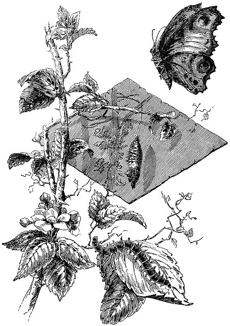 stages of butterfly's life cycle